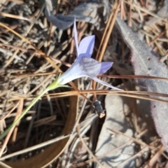 Wahlenbergia stricta subsp. alterna (Tall Bluebell) at Isaacs, ACT - 13 Apr 2016 by Mike
