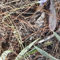 Wahlenbergia stricta subsp. alterna at Isaacs, ACT - 13 Apr 2016