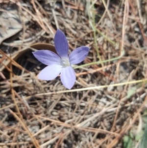 Wahlenbergia stricta subsp. alterna at Isaacs, ACT - 13 Apr 2016