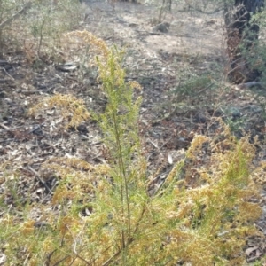 Cassinia sifton at Jerrabomberra, ACT - 13 Apr 2016