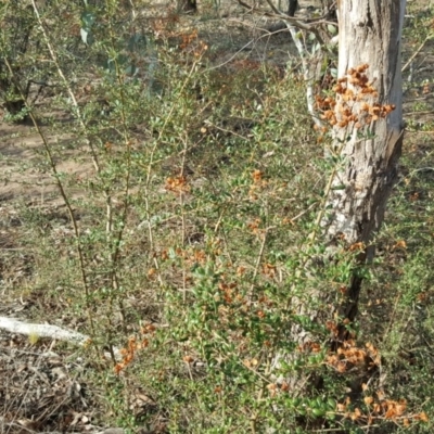 Bursaria spinosa (Native Blackthorn, Sweet Bursaria) at Jerrabomberra, ACT - 13 Apr 2016 by Mike