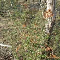 Bursaria spinosa (Native Blackthorn) at Jerrabomberra, ACT - 13 Apr 2016 by Mike