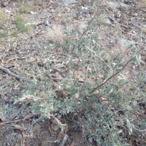 Hibbertia obtusifolia at Symonston, ACT - 13 Apr 2016