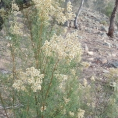 Cassinia quinquefaria (Rosemary Cassinia) at Jerrabomberra, ACT - 13 Apr 2016 by Mike