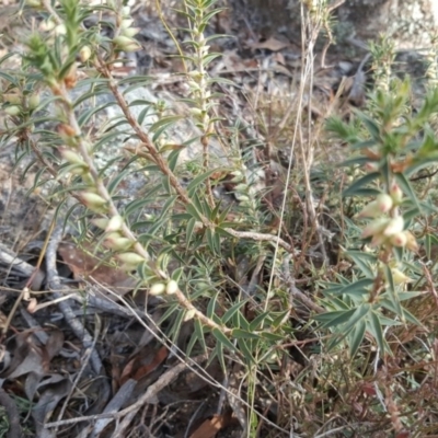 Melichrus urceolatus (Urn Heath) at Jerrabomberra, ACT - 13 Apr 2016 by Mike