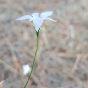 Wahlenbergia sp. at Isaacs, ACT - 13 Apr 2016