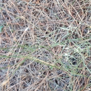 Wahlenbergia sp. at Isaacs, ACT - 13 Apr 2016