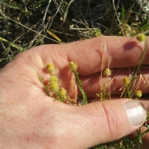 Calotis lappulacea at Coombs, ACT - 12 Apr 2016 02:47 PM