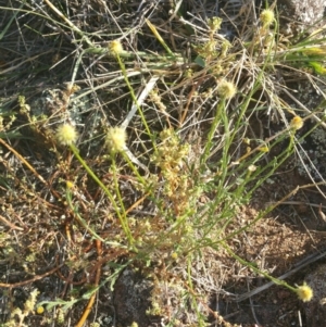 Calotis lappulacea at Coombs, ACT - 12 Apr 2016 02:47 PM