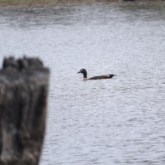 Tadorna tadornoides (Australian Shelduck) at Gungahlin, ACT - 13 Apr 2016 by RyuCallaway