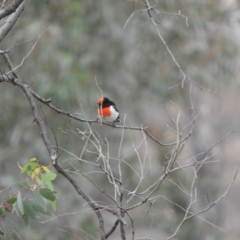 Petroica goodenovii (Red-capped Robin) at Forde, ACT - 13 Apr 2016 by RyuCallaway