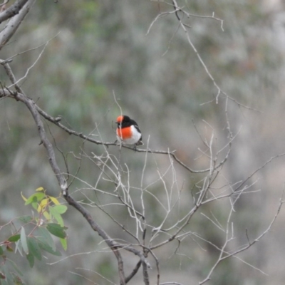 Petroica goodenovii (Red-capped Robin) at Mulligans Flat - 13 Apr 2016 by RyuCallaway
