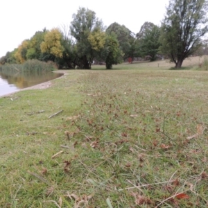 Cyperus congestus at Yarralumla, ACT - 24 Mar 2016