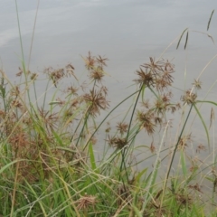 Cyperus congestus at Yarralumla, ACT - 24 Mar 2016 05:35 PM