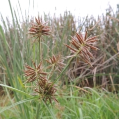 Cyperus congestus (Dense Flat-sedge) at Yarralumla, ACT - 24 Mar 2016 by MichaelBedingfield