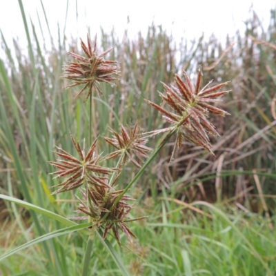 Cyperus congestus (Dense Flat-sedge) at Yarralumla, ACT - 24 Mar 2016 by MichaelBedingfield