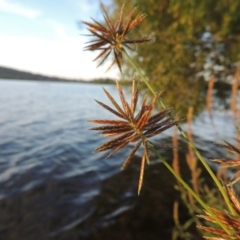 Cyperus congestus (Dense Flat-sedge) at Lake Burley Griffin West - 9 Mar 2016 by MichaelBedingfield