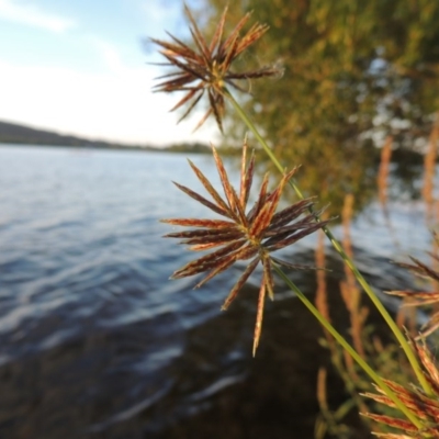 Cyperus congestus (Dense Flat-sedge) at Lake Burley Griffin West - 9 Mar 2016 by MichaelBedingfield
