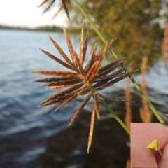 Cyperus congestus at Lake Burley Griffin West - 9 Mar 2016