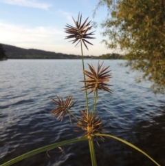 Cyperus congestus at Lake Burley Griffin West - 9 Mar 2016