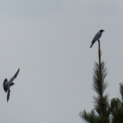 Coracina novaehollandiae (Black-faced Cuckooshrike) at Tralee, ACT - 28 Mar 2016 by Roman