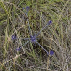 Eryngium ovinum (Blue Devil) at Theodore, ACT - 25 Jan 2016 by RomanSoroka