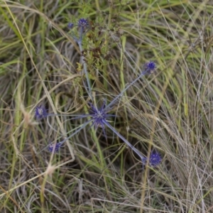 Eryngium ovinum at Theodore, ACT - 25 Jan 2016 03:58 PM