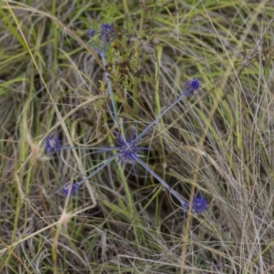 Eryngium ovinum (Blue Devil) at Theodore, ACT - 25 Jan 2016 by Roman