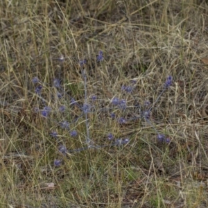 Eryngium ovinum at Theodore, ACT - 25 Jan 2016 03:58 PM