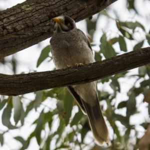 Manorina melanocephala at Theodore, ACT - 25 Jan 2016