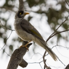 Manorina melanocephala at Theodore, ACT - 25 Jan 2016 04:03 PM