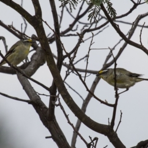 Pardalotus striatus at Royalla, NSW - 25 Jan 2016 04:11 PM