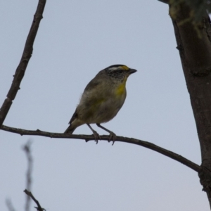 Pardalotus striatus at Royalla, NSW - 25 Jan 2016 04:11 PM