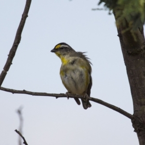 Pardalotus striatus at Royalla, NSW - 25 Jan 2016 04:11 PM