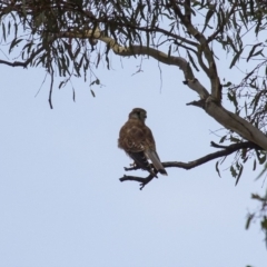 Falco cenchroides (Nankeen Kestrel) at Theodore, ACT - 25 Jan 2016 by RomanSoroka