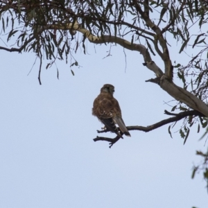 Falco cenchroides at Theodore, ACT - 25 Jan 2016