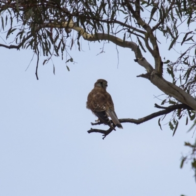 Falco cenchroides (Nankeen Kestrel) at Theodore, ACT - 25 Jan 2016 by Roman