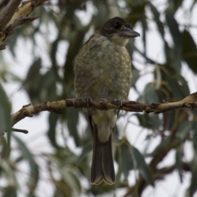 Cracticus torquatus (Grey Butcherbird) at Theodore, ACT - 25 Jan 2016 by RomanSoroka