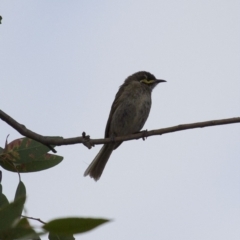 Caligavis chrysops (Yellow-faced Honeyeater) at Theodore, ACT - 25 Jan 2016 by RomanSoroka