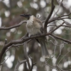 Philemon corniculatus (Noisy Friarbird) at Theodore, ACT - 25 Jan 2016 by Roman