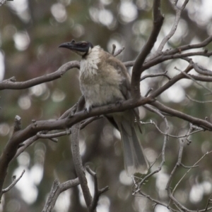 Philemon corniculatus at Theodore, ACT - 25 Jan 2016