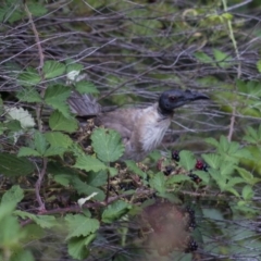 Philemon corniculatus at Theodore, ACT - 25 Jan 2016