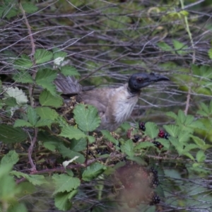 Philemon corniculatus at Theodore, ACT - 25 Jan 2016