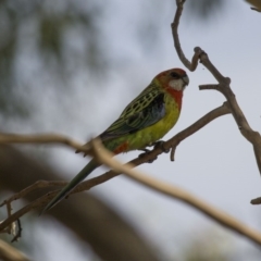 Platycercus eximius (Eastern Rosella) at Theodore, ACT - 25 Jan 2016 by RomanSoroka