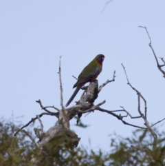 Platycercus elegans (Crimson Rosella) at Theodore, ACT - 25 Jan 2016 by RomanSoroka