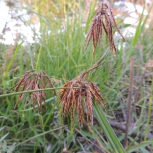 Cyperus congestus at Lake Burley Griffin West - 9 Mar 2016