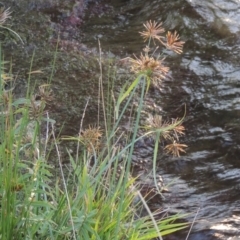 Cyperus congestus at Lake Burley Griffin West - 9 Mar 2016 07:36 PM