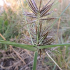 Cyperus congestus at Lake Burley Griffin West - 9 Mar 2016 07:36 PM