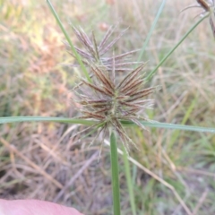 Cyperus congestus at Lake Burley Griffin West - 9 Mar 2016 07:36 PM