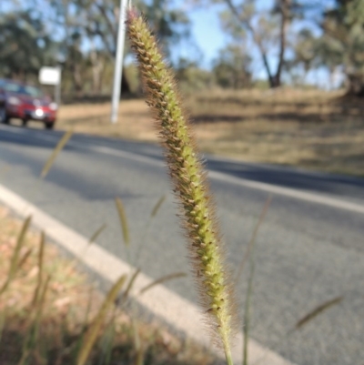 Setaria pumila (Pale Pigeon Grass) at Yarralumla, ACT - 9 Mar 2016 by michaelb